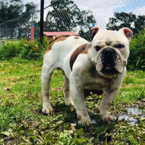 Galeria de peluditos - 1