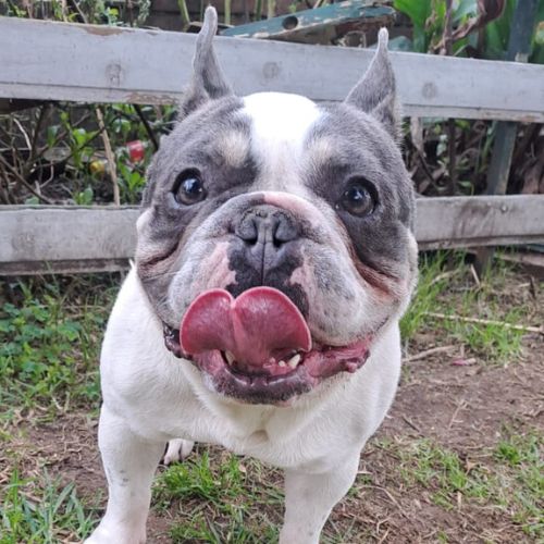 Galeria de peluditos - 2