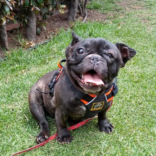 Galeria de peluditos - 3