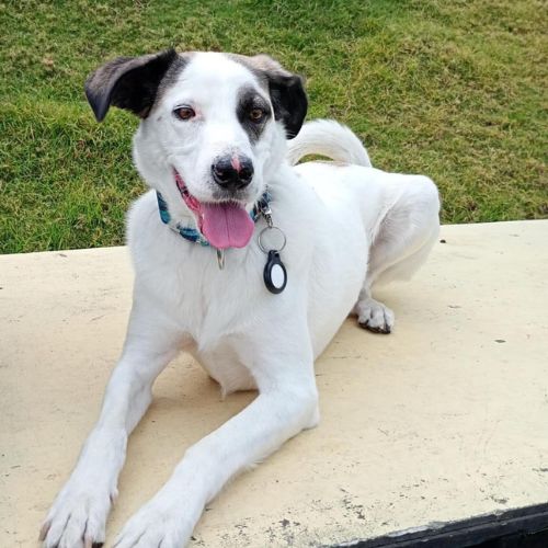 Galeria de peluditos - 4