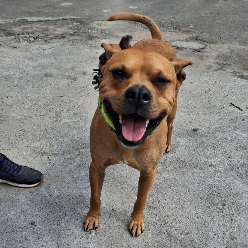 Galeria de peluditos - 5