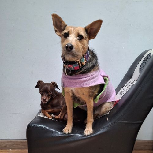 Galeria de peluditos - 6