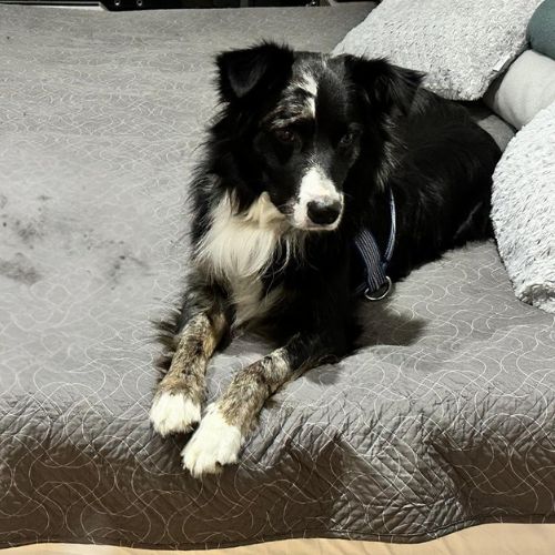 Galeria de peluditos - 7