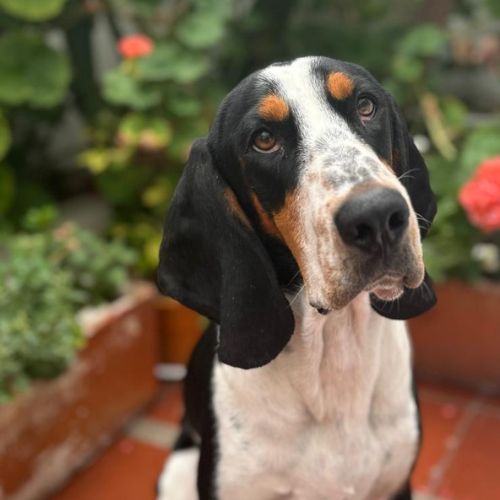 Galeria de peluditos - 8